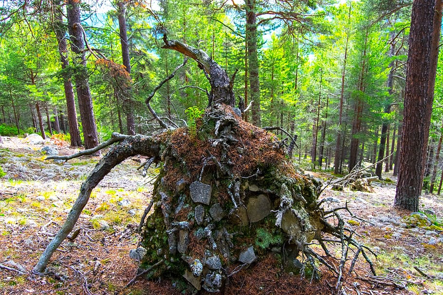 root, norway, forest, tree, nature, woodland, outdoors, leaf HD wallpaper