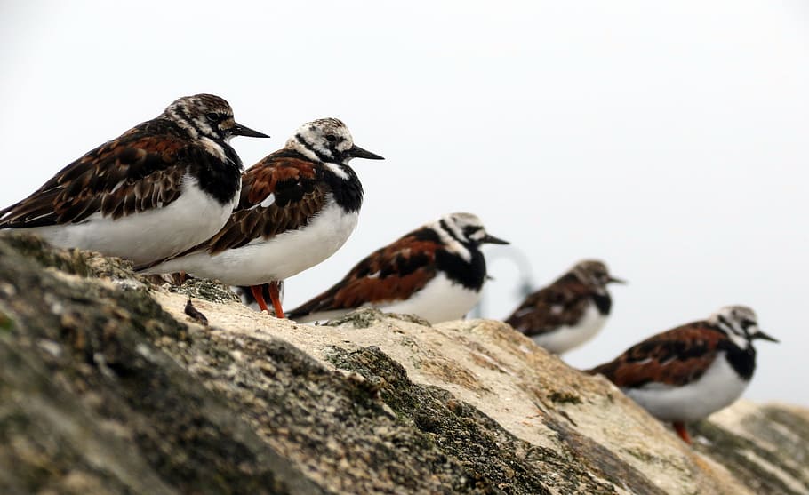 turnstone, bird, perched, wall, winter, flock, row, animals in the wild HD wallpaper