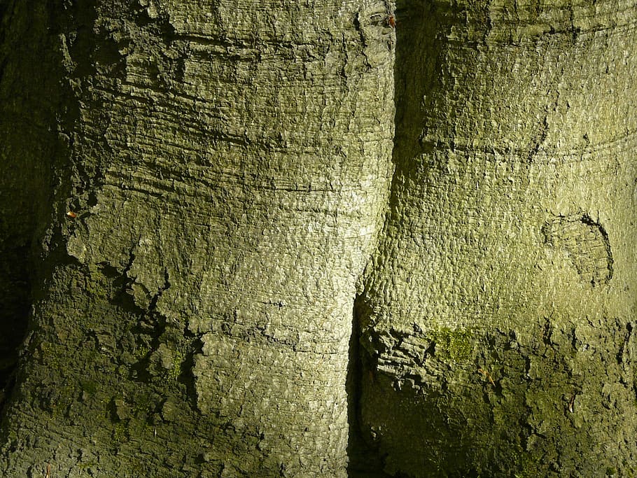 Tree, Nature, Bark, Beech Forest, textured, backgrounds, rough HD wallpaper