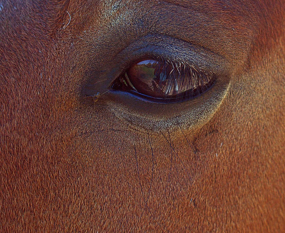horse, eye, close up, brown, iris, reflection, nottingham, eyelash HD wallpaper