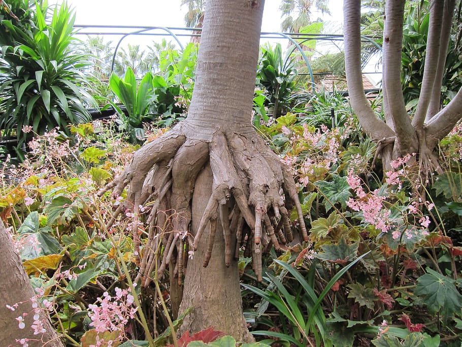 roots, nature, tree, natural, garden, tree roots, plant, ecology HD wallpaper