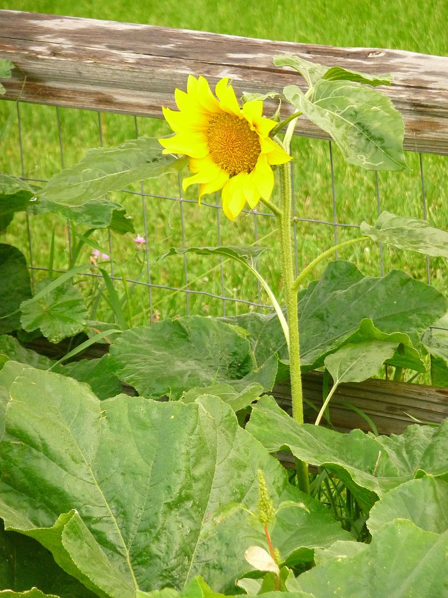 sun flower, garden, split rail, yard, plant, flowering plant HD wallpaper