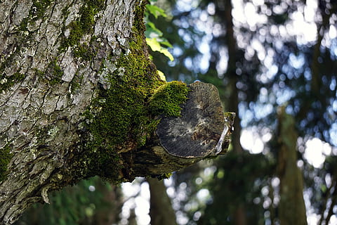 forest, illusion, tree, moss, wood, nature, bark, fouling, log HD wallpaper