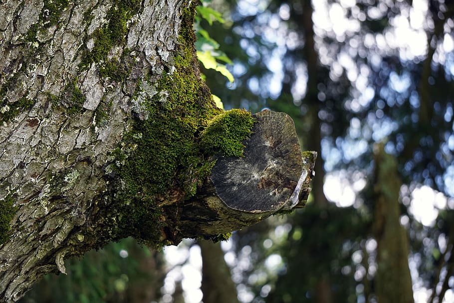 forest, illusion, tree, moss, wood, nature, bark, fouling, log HD wallpaper