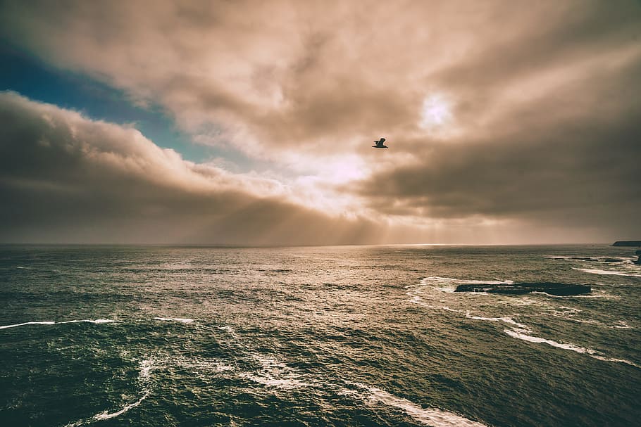 bird flying above sea under clouds, ocean, waves, sky, dramatic HD wallpaper