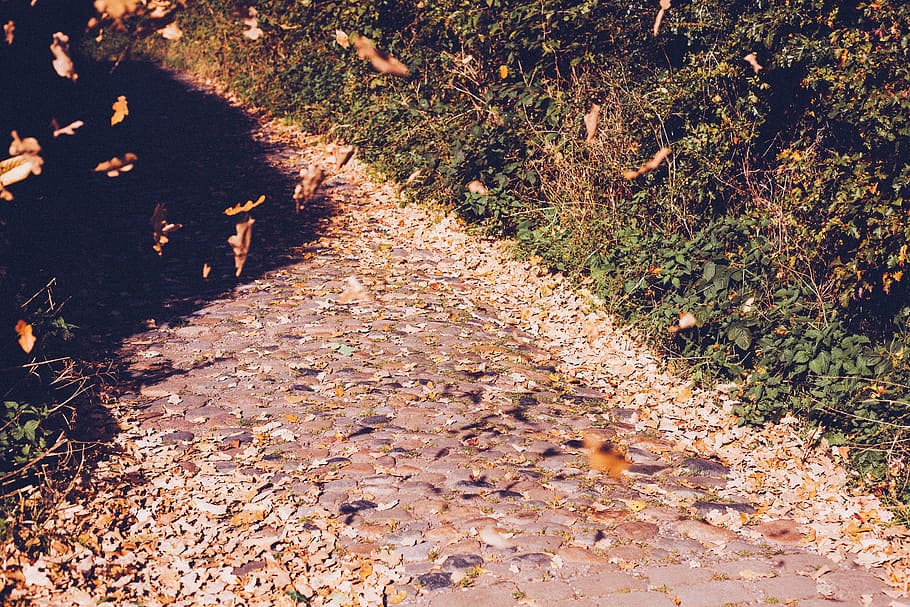 path, field path, nature, autumn, fall, walkway, footpath, plant HD wallpaper