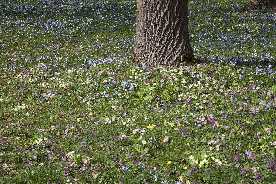 Spring, Meadow, Tree, Nature, spring meadow, park, primrose HD wallpaper