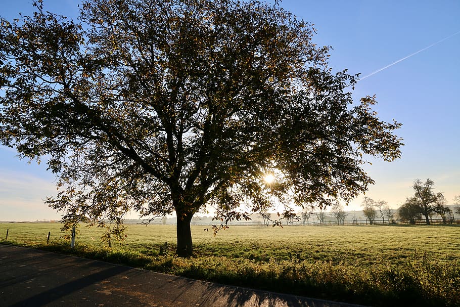 tree, nature, sun, the sun, camp, field, landscape, fall, light HD wallpaper