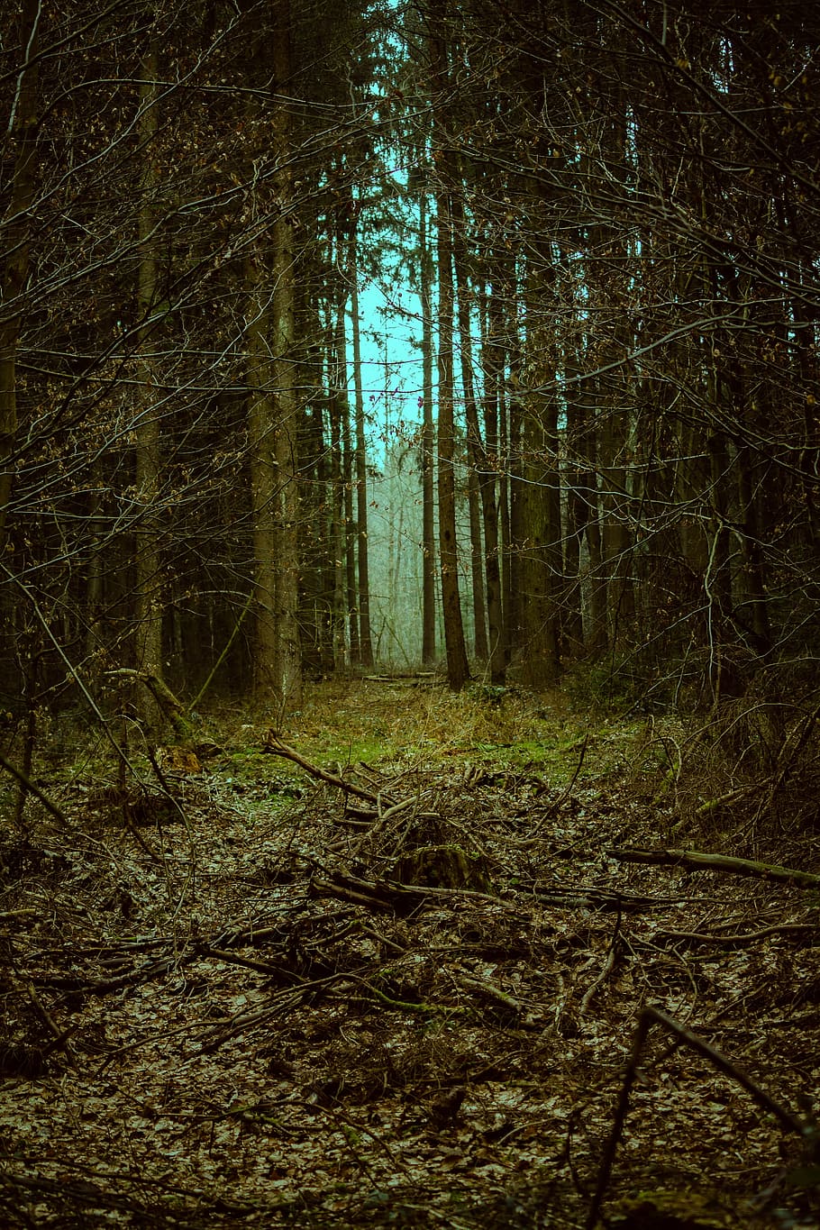 forest, goal, landscape, mystical, fantasy, away, fairytale HD wallpaper