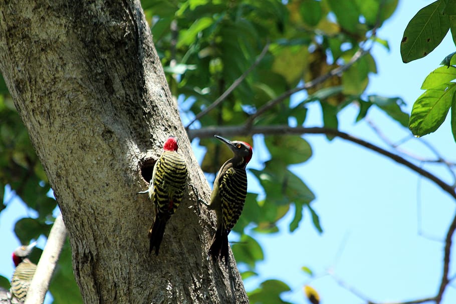 woodpecker, hispaniolan woodpecker, melanerpes striatus, birds, HD wallpaper