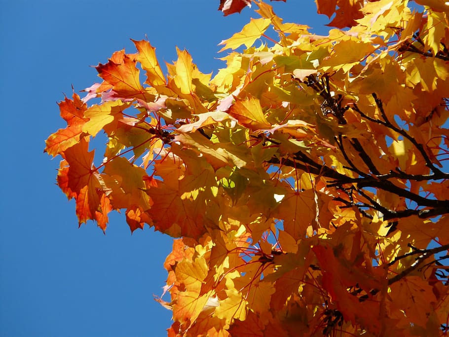 maple leaves, fall leaves, fall foliage, autumn, golden yellow HD wallpaper