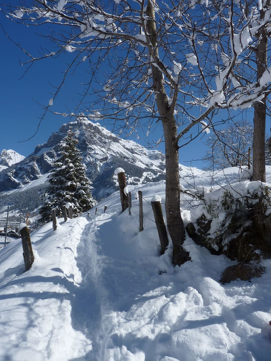 Snow, Winter, Mountain, Cold, Tree, walking path, cold temperature HD wallpaper