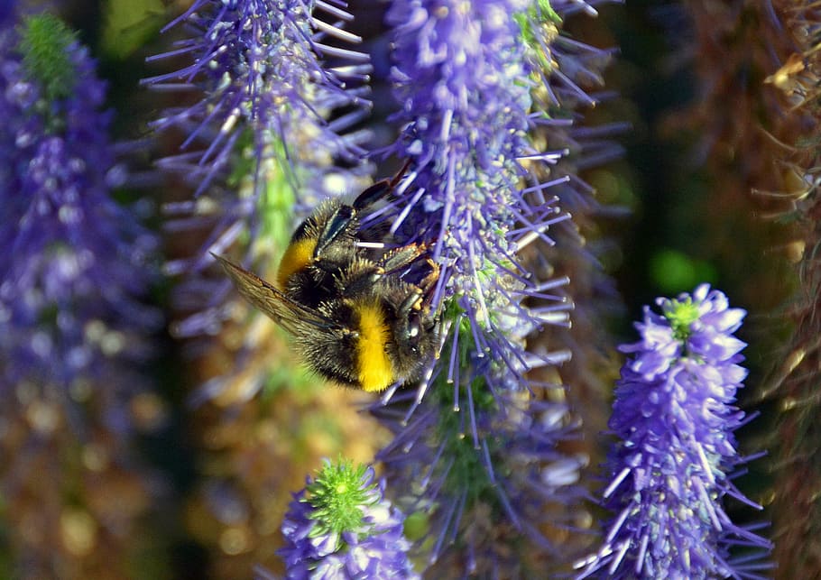 hummel, insect, sprinkle, summer, nature, plant, flower, animals in the wild HD wallpaper