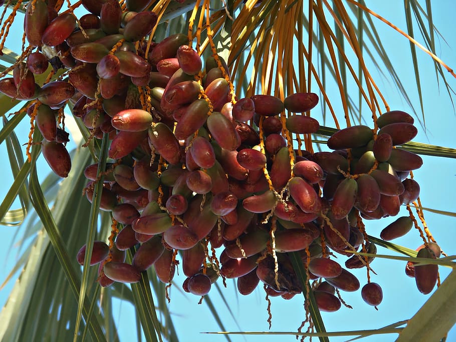 Dates, Palm Tree, Mediterranean, Fruit, sweet, kitchen, tourism HD wallpaper