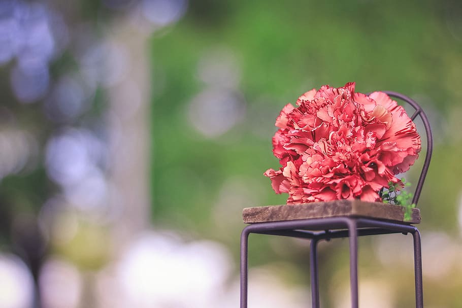 selected color red petal flower, nature, pink Color, summer, decoration HD wallpaper