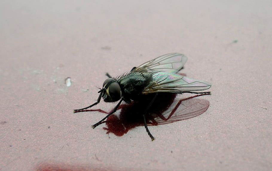 fly, insect, animals, macro, nature, close-up, housefly, invertebrate HD wallpaper