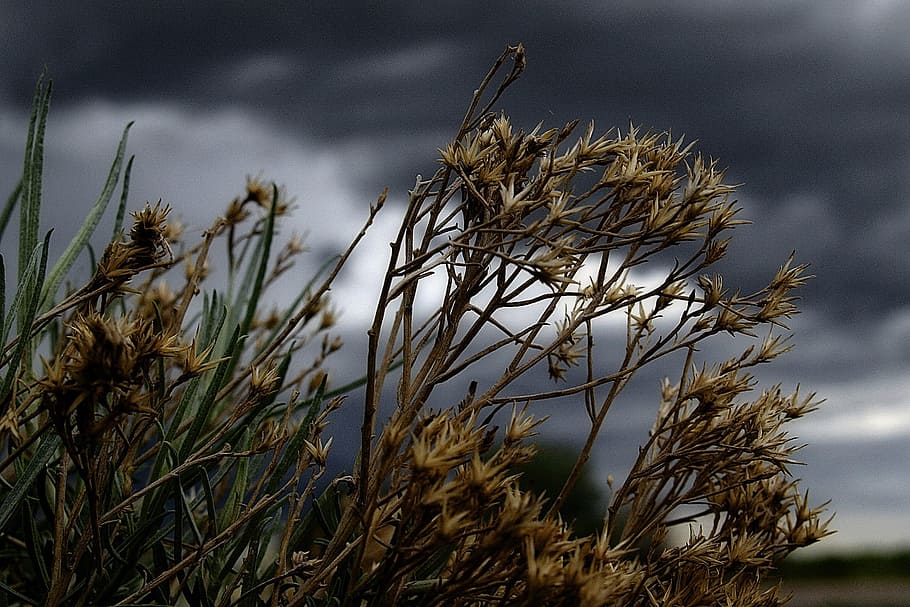 close-up photo of brown leaf plant, Thunderstorm, Plants, Flowers HD wallpaper