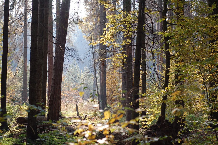 sunlight through tree, forest, autumn, nature, green, foliage HD wallpaper