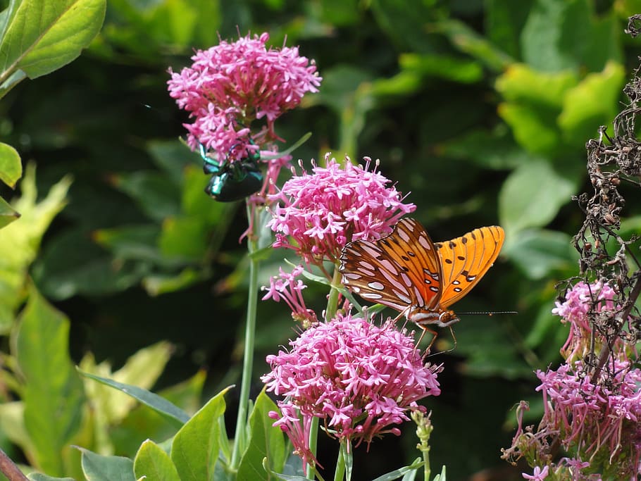 nature, butterfly, beetle, bug, bugs, garden, flower, flowering plant HD wallpaper