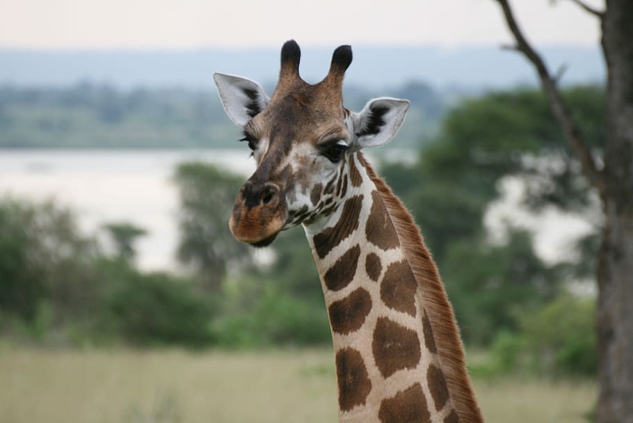 Giraffe, Uganda, Animal, animal wildlife, animals in the wild HD wallpaper