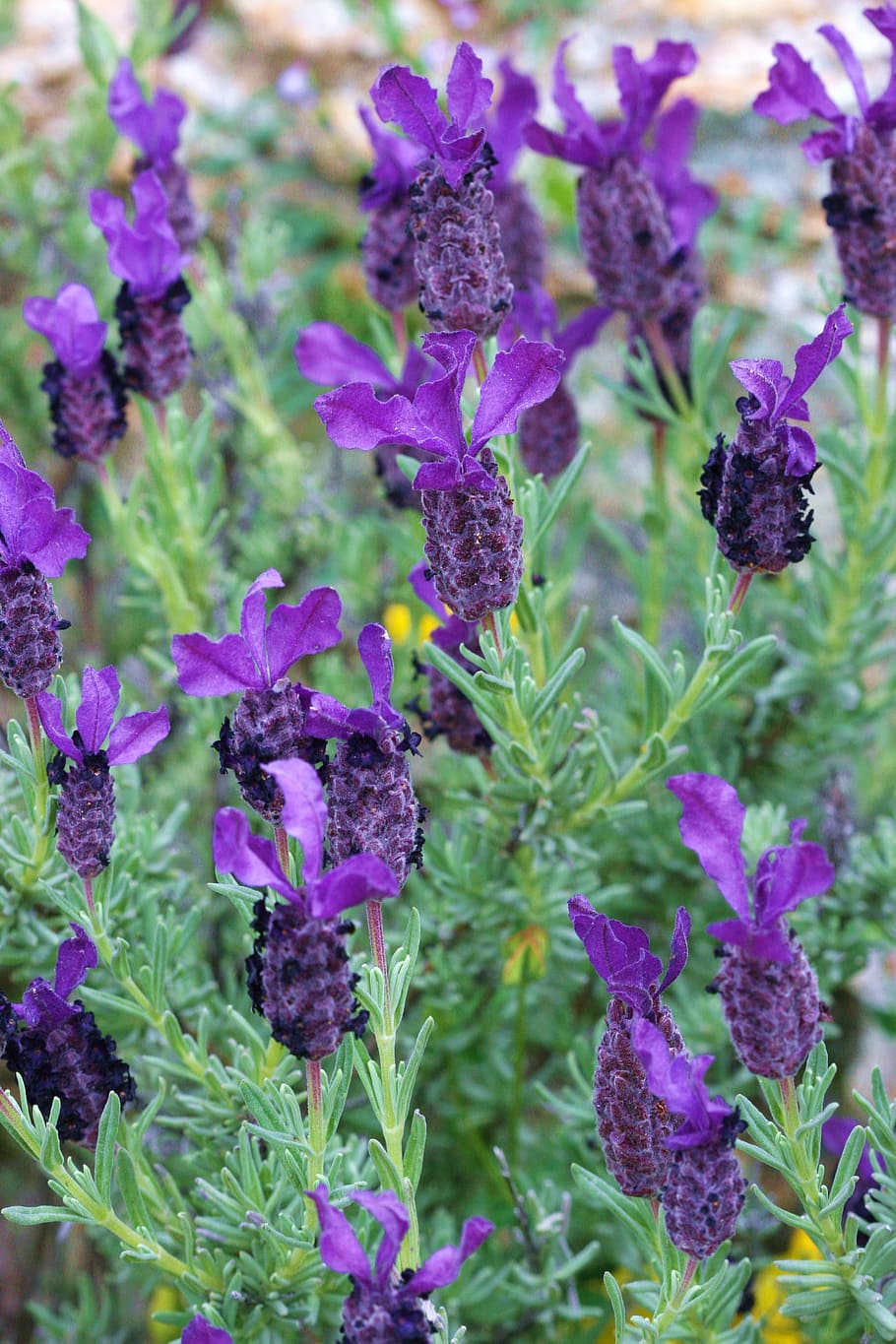 lavender, flower, nature, purple, flowering plant, growth, vulnerability HD wallpaper