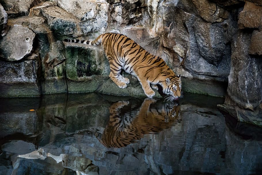 tiger, predator, cat, big cat, dangerous, carnivores, zoo, sumatran tiger HD wallpaper