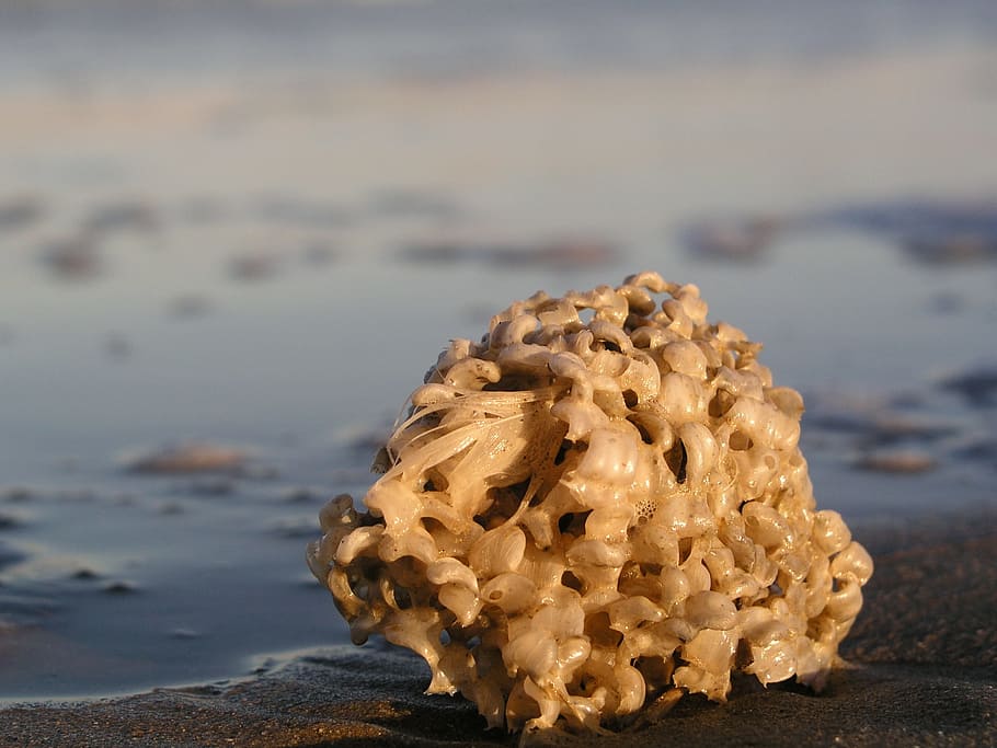 Sponge, Beach, Sand, Sea, summer, no people, nature, outdoors HD wallpaper