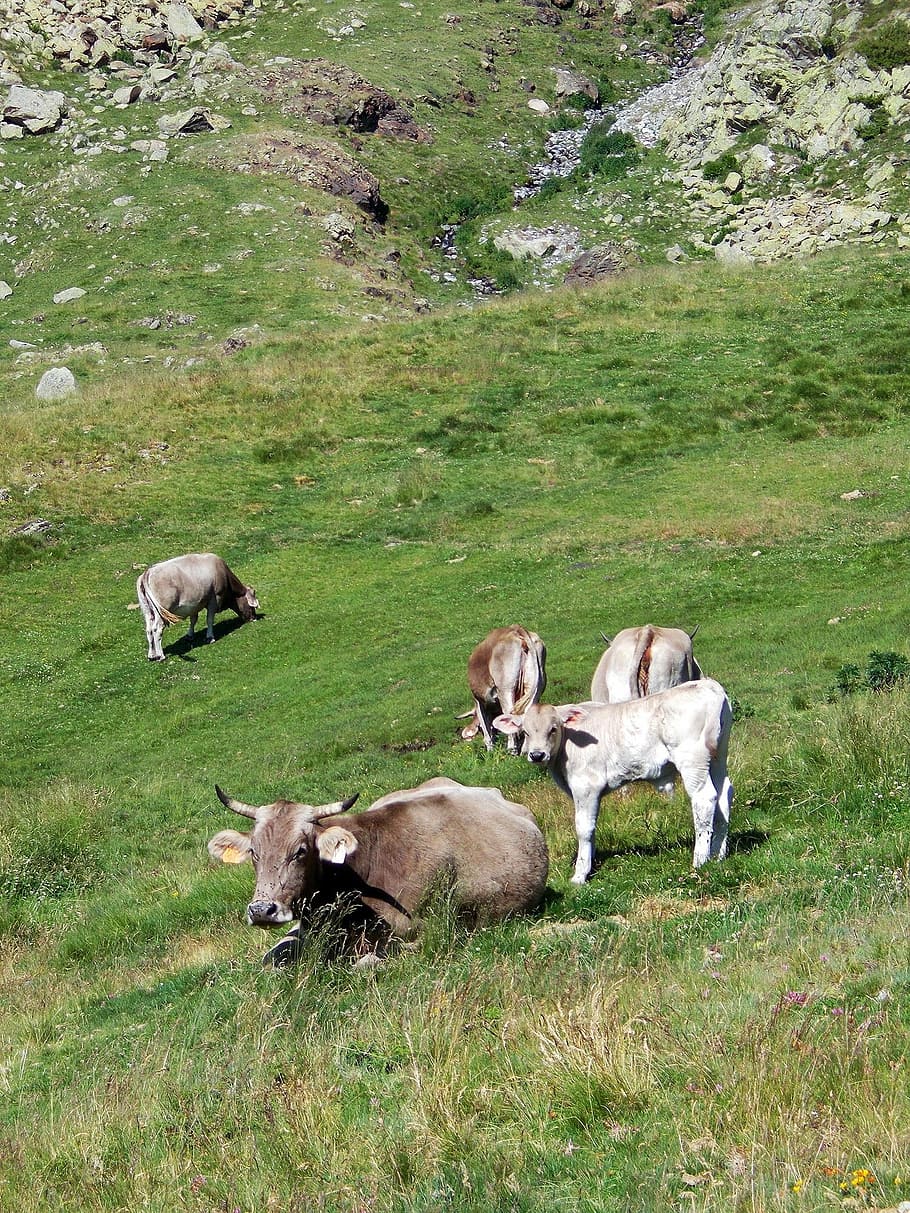 cow-calf-cattle-bovine.jpg