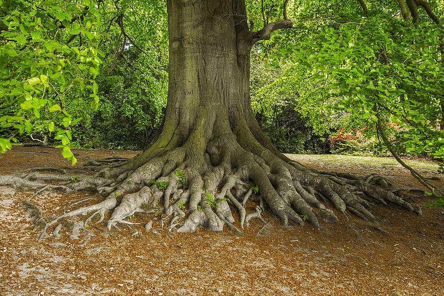 brown and green during daytime, tree, nature, old, park, plant HD wallpaper
