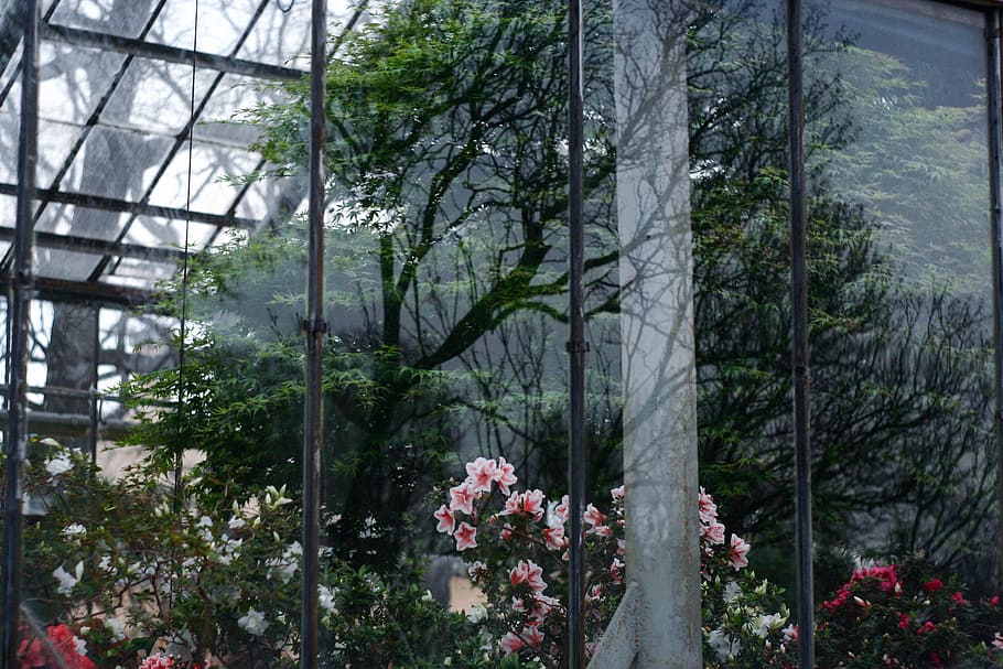 window, reflection, botanical garden, flowers, tree, exposure HD wallpaper