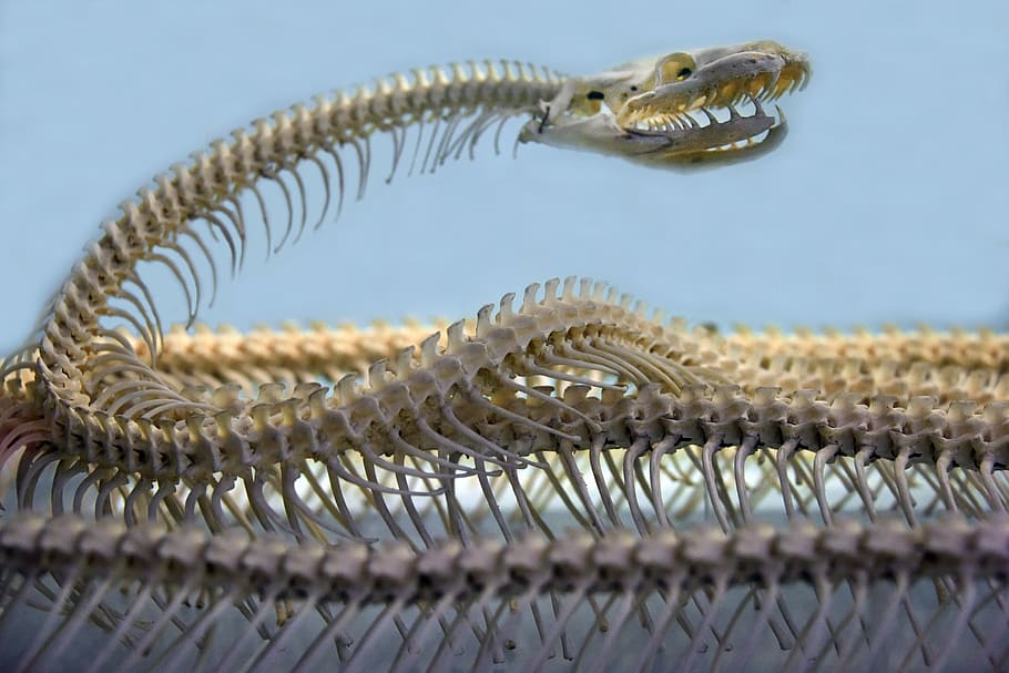 photography of snake's skeleton, spine, museum, london, metal HD wallpaper