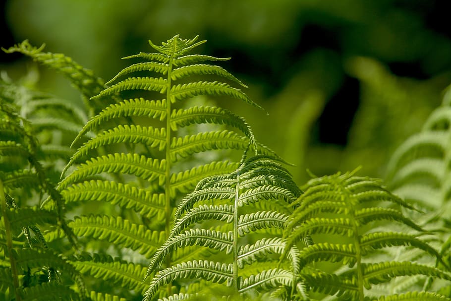 shallow focus photography of plants, ferns, leaf, nature, ornamental leaf plant HD wallpaper