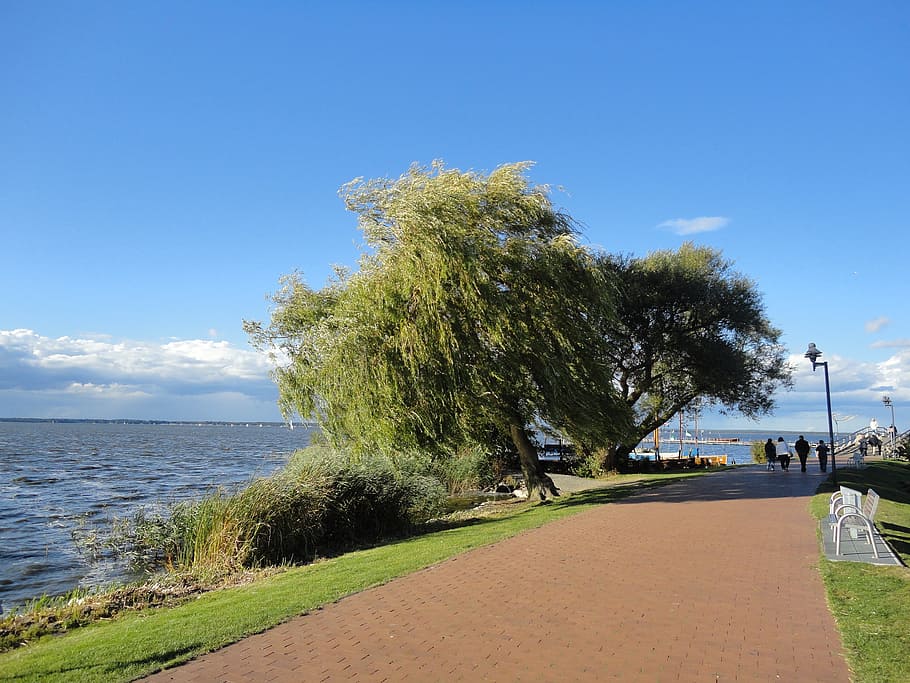 steinhuder sea, tree, weeping willow, beach, lake, resort, holiday HD wallpaper