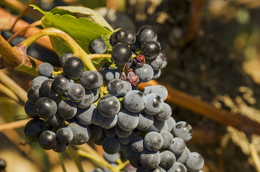 grapes, vineyard, fruit, wine, vineyards, countryside, drink HD wallpaper