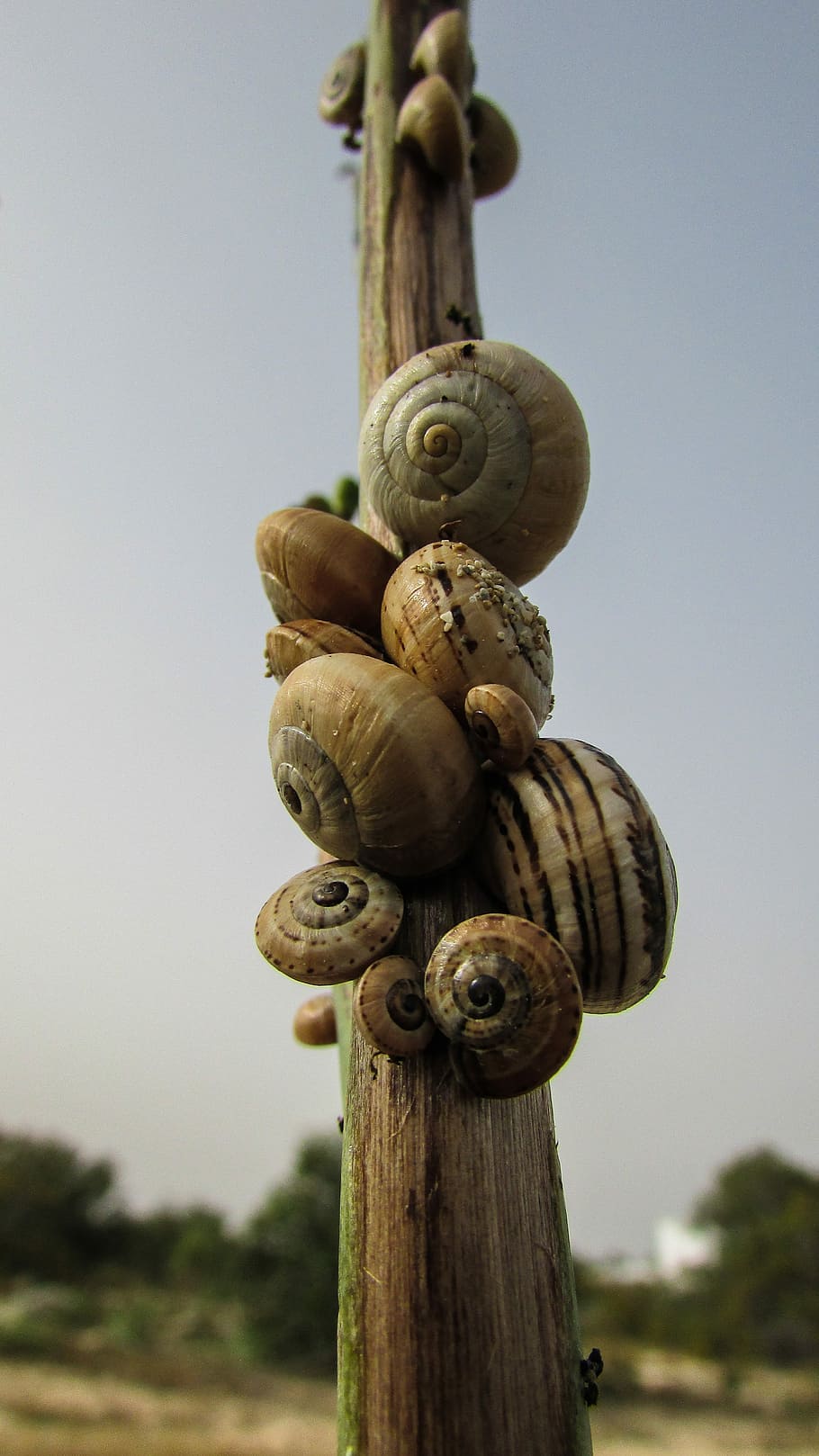 Snails, Shells, Nature, Wildlife, Helix, focus on foreground HD wallpaper