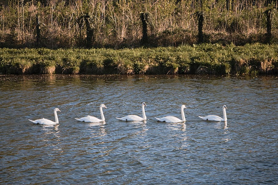 swans, group, water, current, water courses, river, nature HD wallpaper