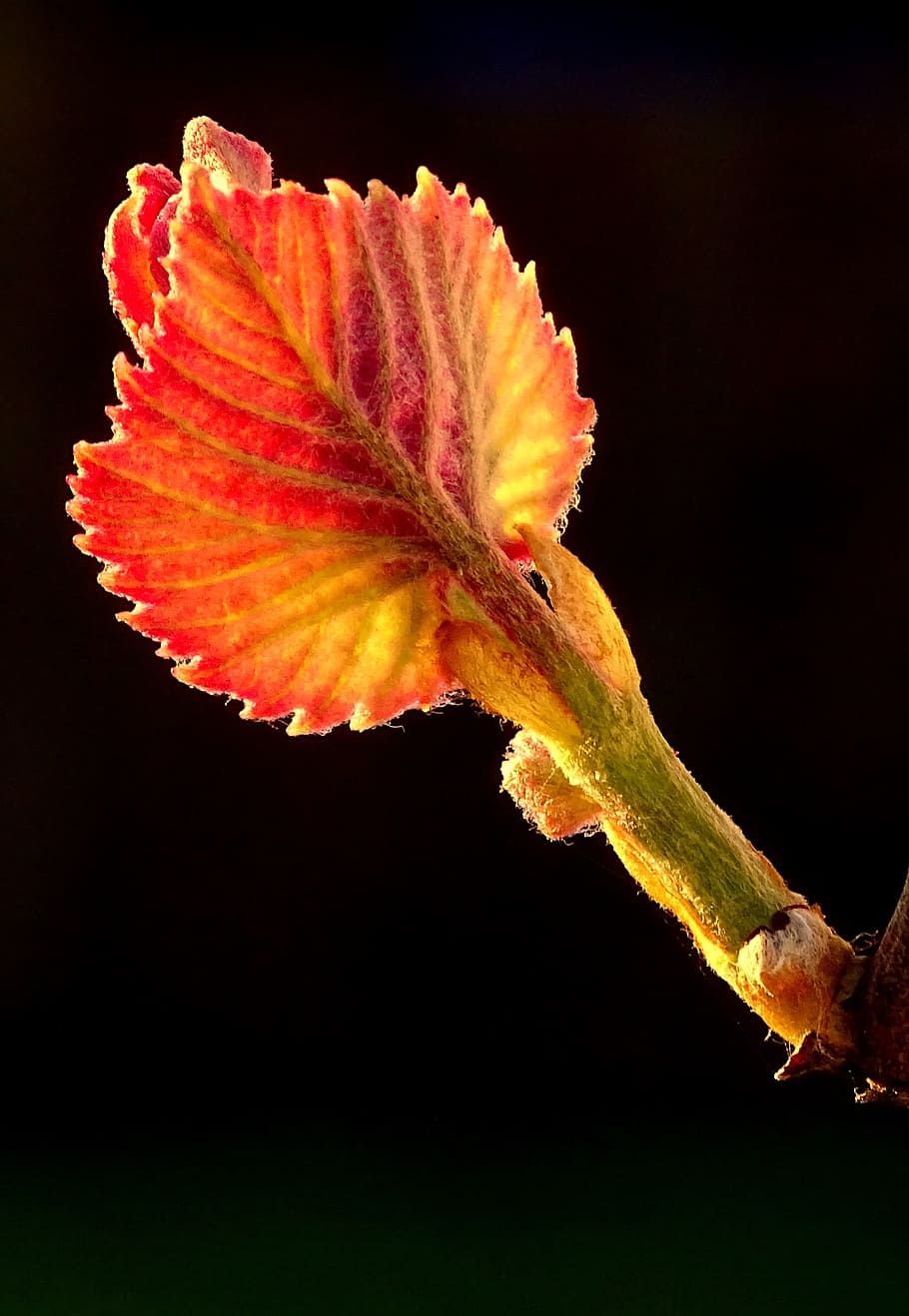 spring, grapevine, bud, engine, wine, plant, vineyard, ranke HD wallpaper