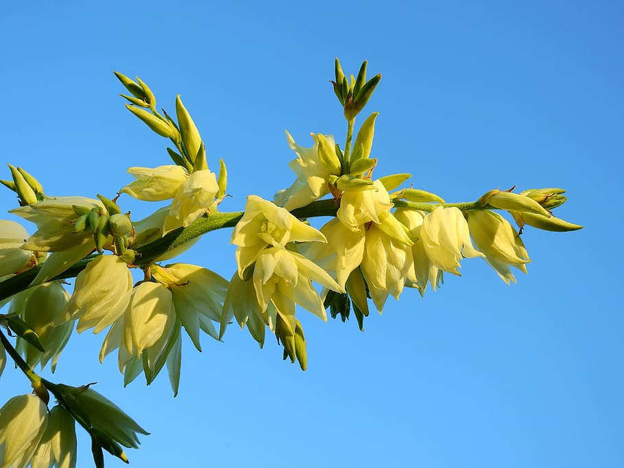 Flower, Blossom, Bloom, Nature, plant, flora, yellow, loosestrife HD wallpaper