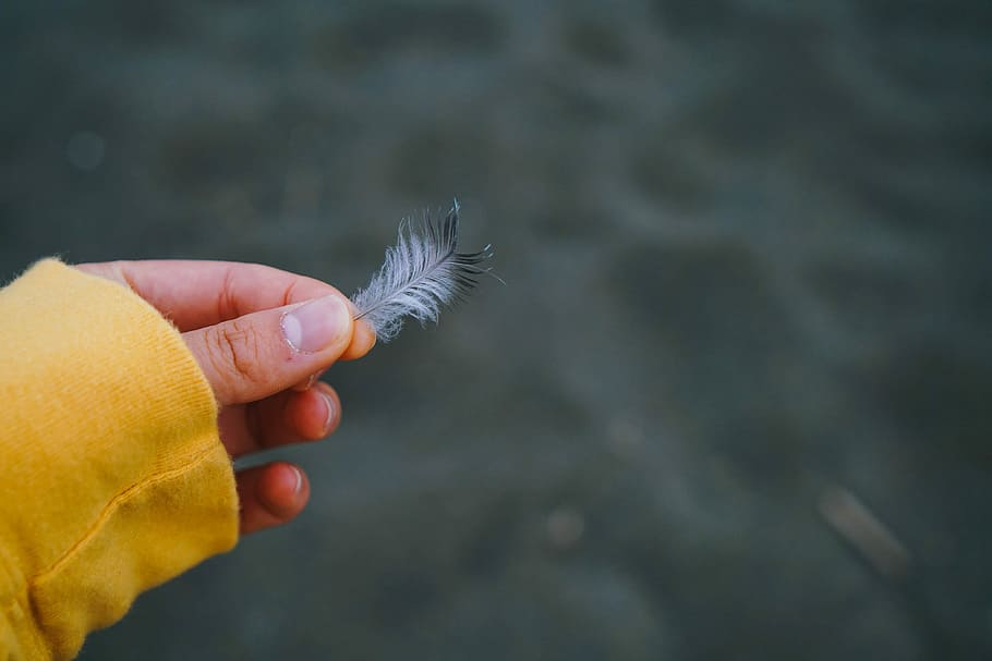 shallow focus photography of person holding feather, person holding feather HD wallpaper