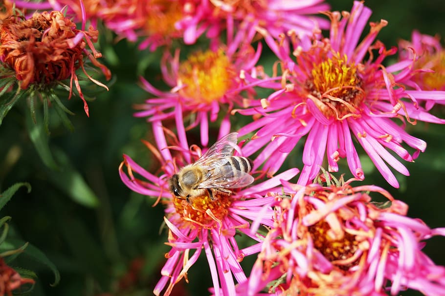 Bee, Flower, Aster, Blossom, Bloom, honey bee, insect, plant HD wallpaper