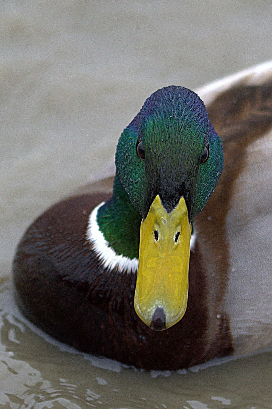 duck, ducks, bird, drake, animal, animal portrait, water bird HD wallpaper