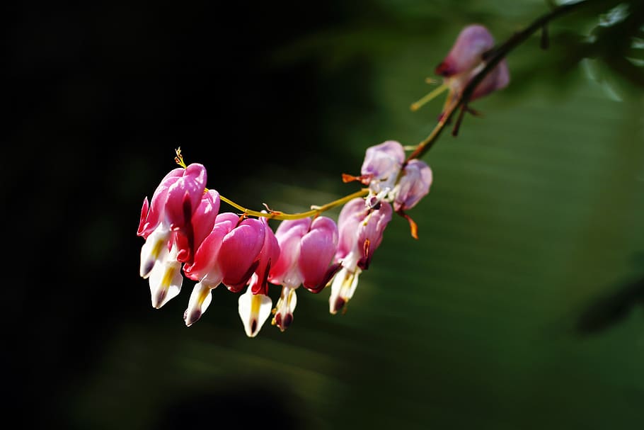 tabitha, nature, plants, flowers, bleeding heart, beauty in nature HD wallpaper
