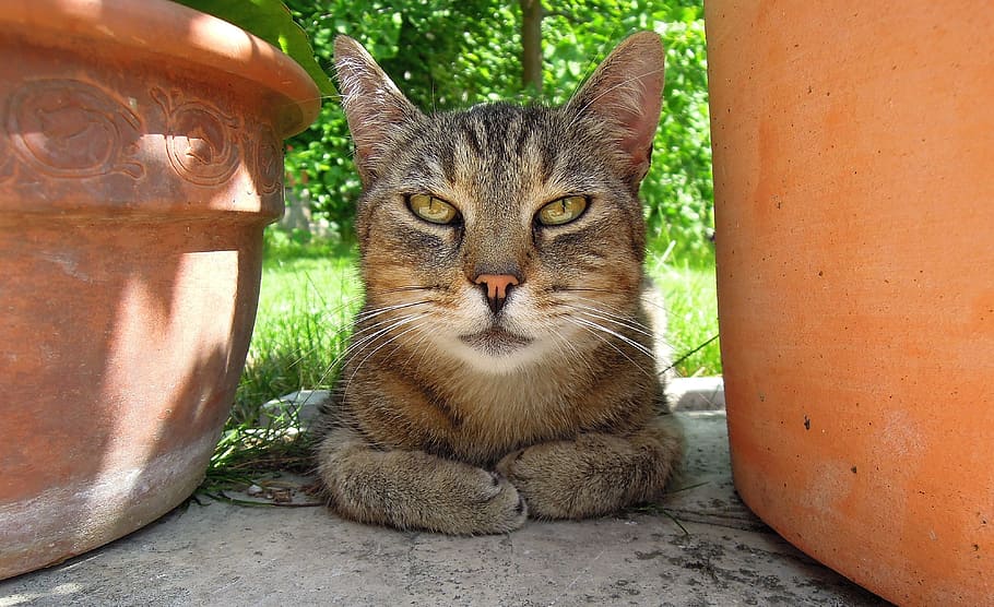 brown tabby cat lying on pavement between brown pots, Kitten HD wallpaper