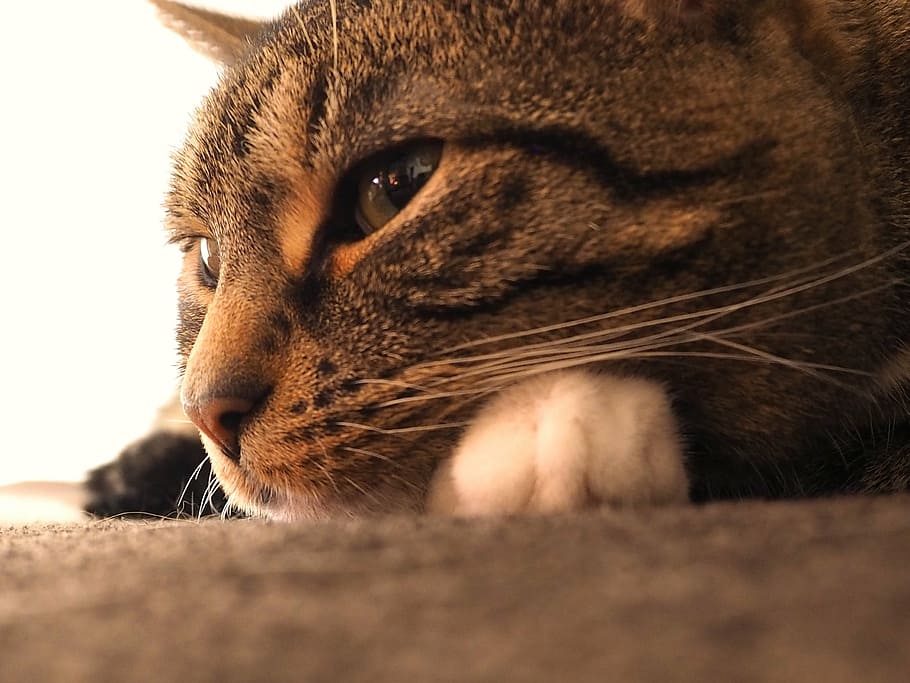cat, mackerel, grey tabby, eyes, paws, female, concerns, striped HD wallpaper