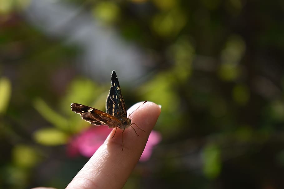 finger, butterfly, insect, bug, natural, human hand, human body part HD wallpaper