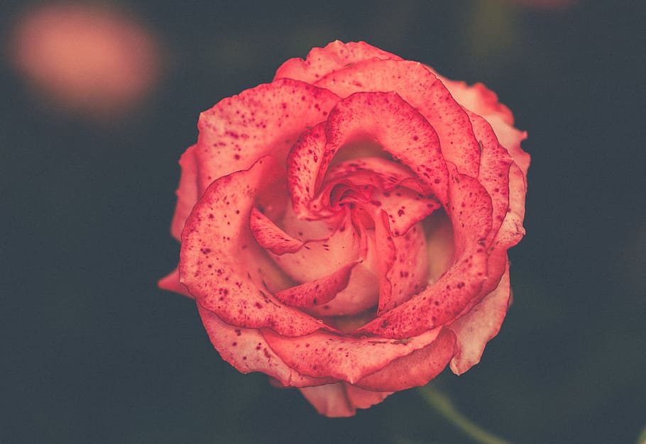 closeup photo of red rose, closeup photography of rose flower HD wallpaper