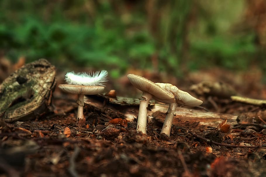 mushrooms, forest, spring, nature, autumn, toxic, moist, plant HD wallpaper