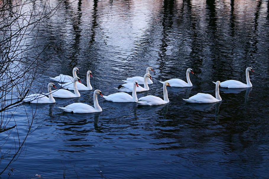 flock of swans on water, river, winter, bird, nature, beak HD wallpaper