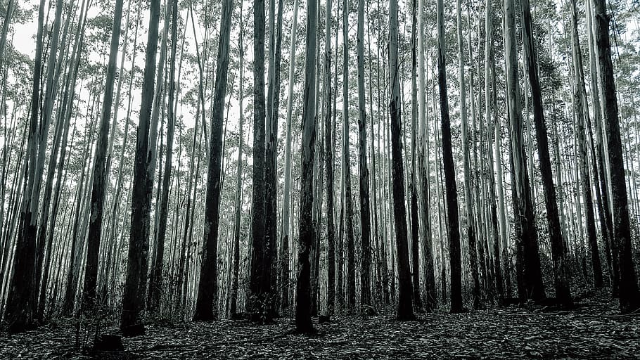 background, forest, forest background, green, environment, tree HD wallpaper