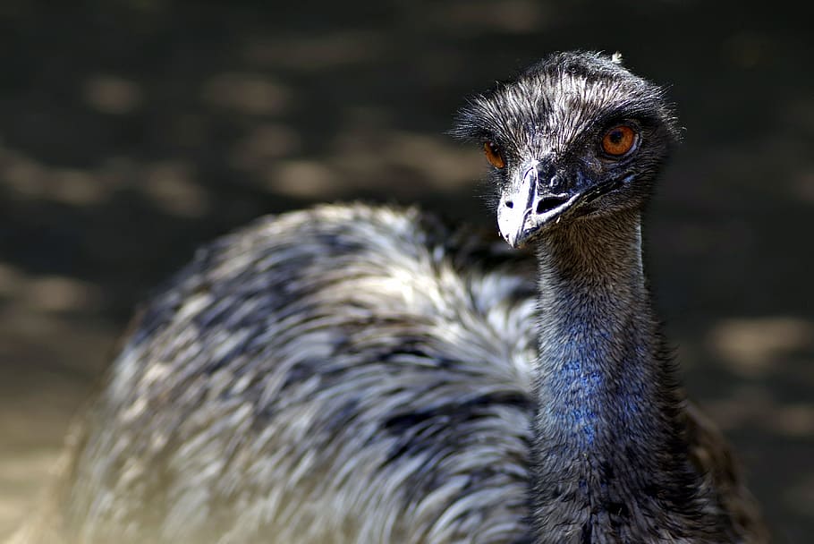 emu, ostrich, bird, beak, pen, zoo, feathers, feb, zoological garden, HD wallpaper